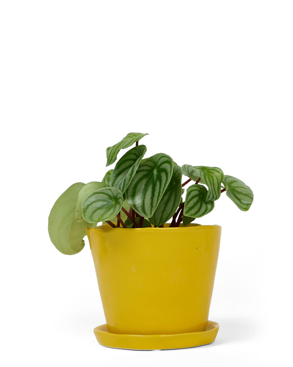 Tika Ceramic Pot & Saucer Set With Drainage - Chive UK Wholesale