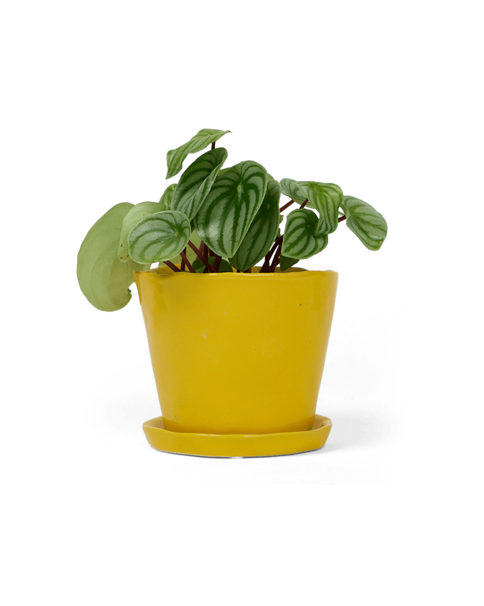 Tika Ceramic Pot & Saucer Set With Drainage - Chive UK Wholesale