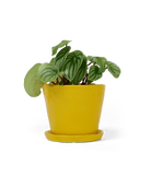 Tika Ceramic Pot & Saucer Set With Drainage - Chive UK Wholesale