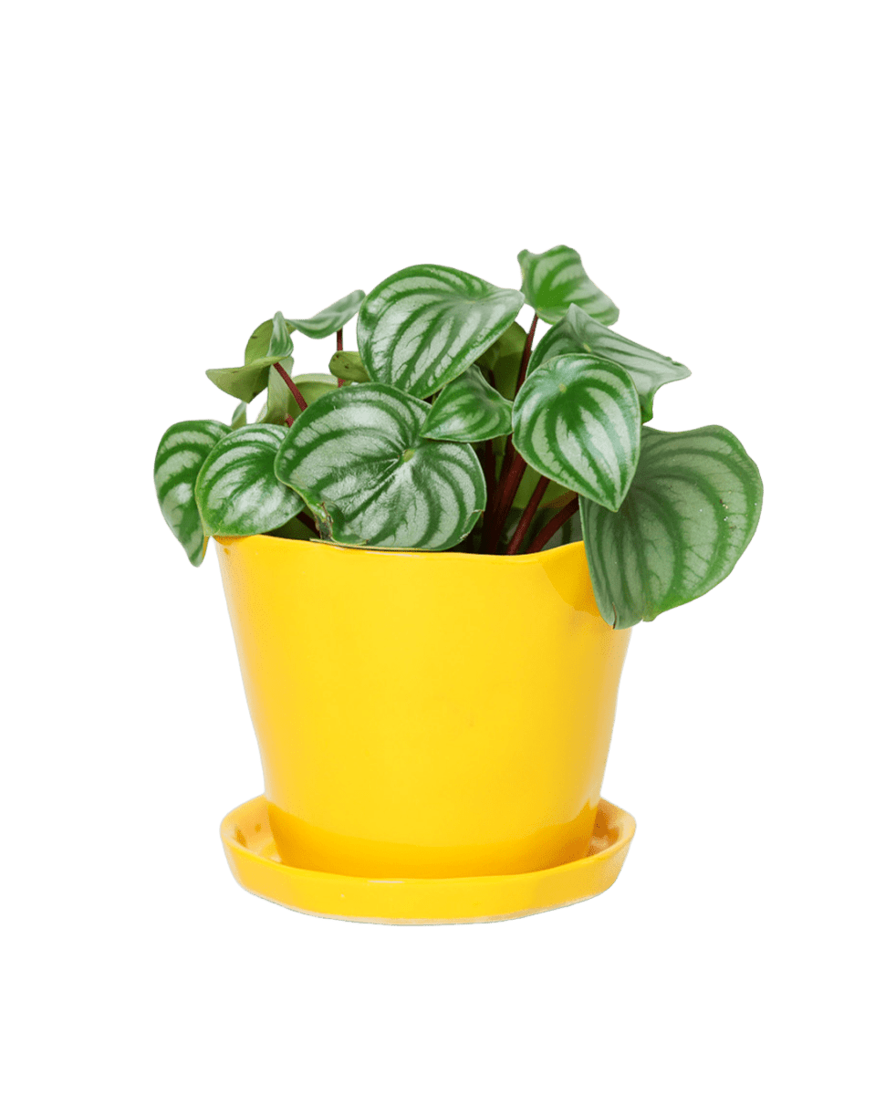 Tika Pot & Saucer | 5 inch - Chive UK Wholesale