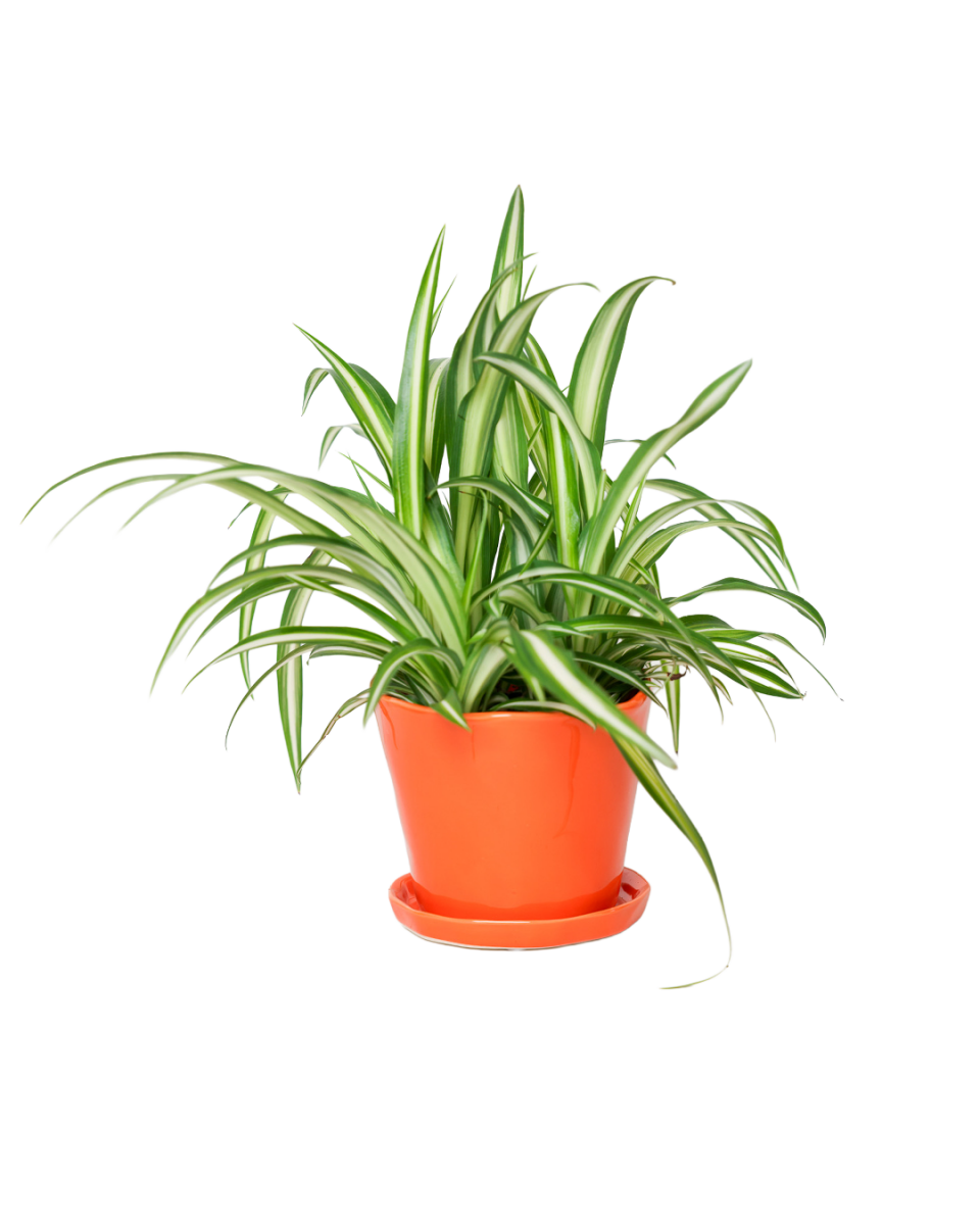 Tika Pot & Saucer | 5 inch - Chive UK Wholesale