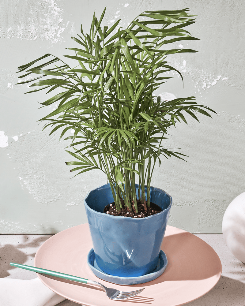 Tika Ceramic Pot & Saucer Set With Drainage - Chive UK Wholesale