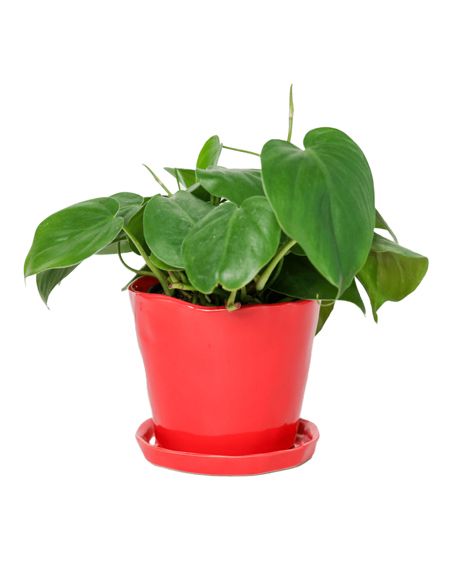 Tika Pot & Saucer | 5 inch - Chive UK Wholesale