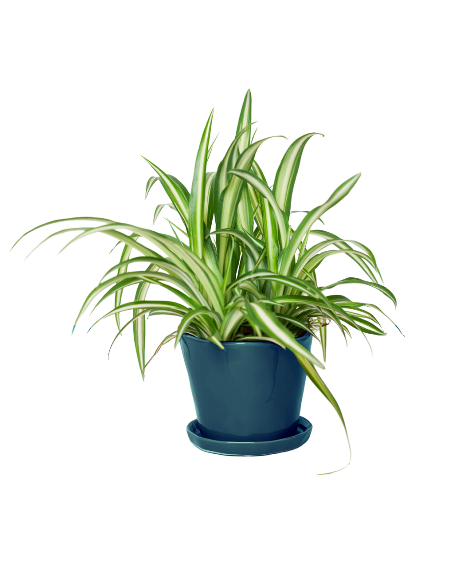 Tika Pot & Saucer | 5 inch - Chive UK Wholesale