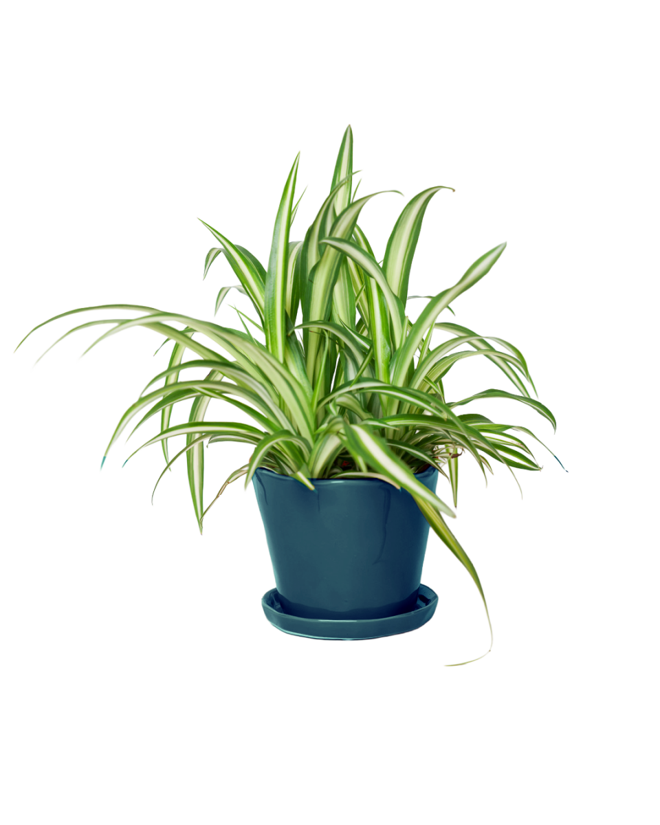 Tika Pot & Saucer | 5 inch - Chive UK Wholesale