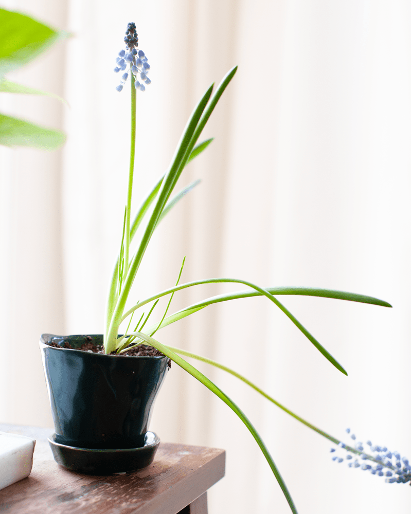 Tika Ceramic Pot & Saucer Set With Drainage - Chive UK Wholesale