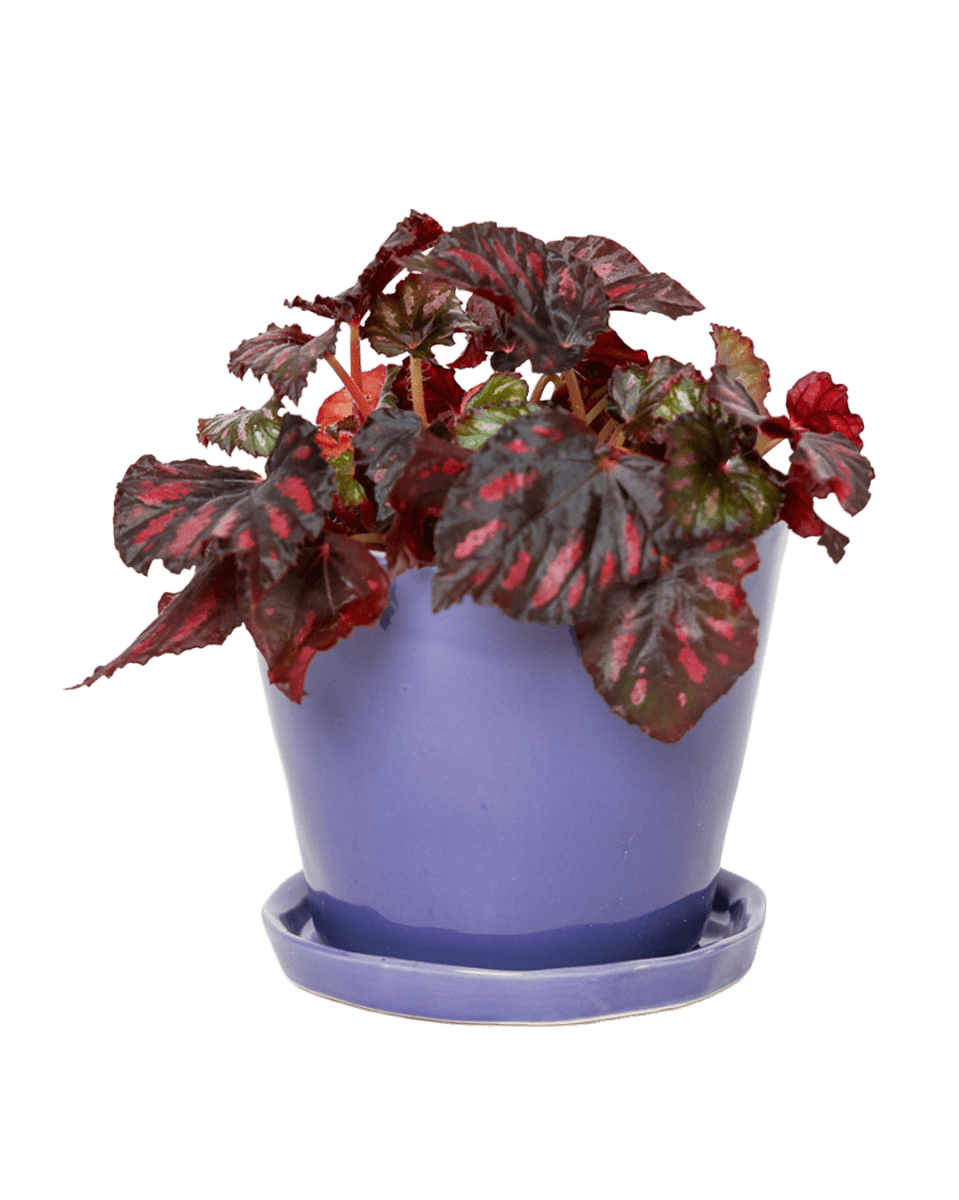 Tika Pot & Saucer | 5 inch - Chive UK Wholesale