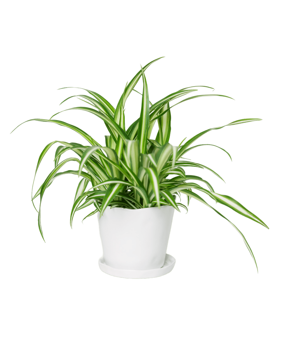 Tika Pot & Saucer | 5 inch - Chive UK Wholesale