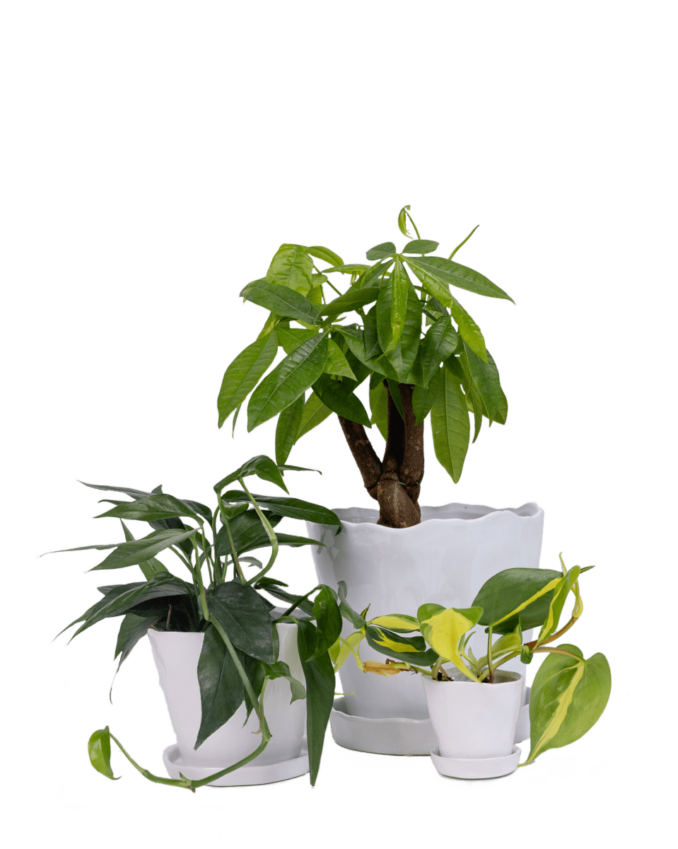 Tika Ceramic Pot & Saucer Set With Drainage - Chive UK Wholesale