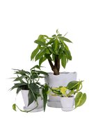 Tika Ceramic Pot & Saucer Set With Drainage - Chive UK Wholesale