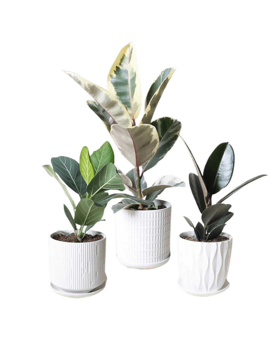 Virago White Pot And Saucer 48pc Kit - Medium - Chive UK Wholesale