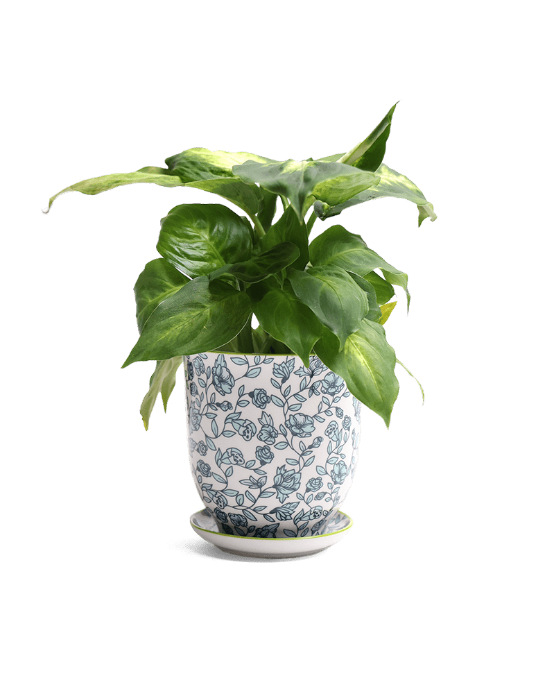 Liberte Porcelain Pot And Saucer Set With Drainage - Chive UK Wholesale