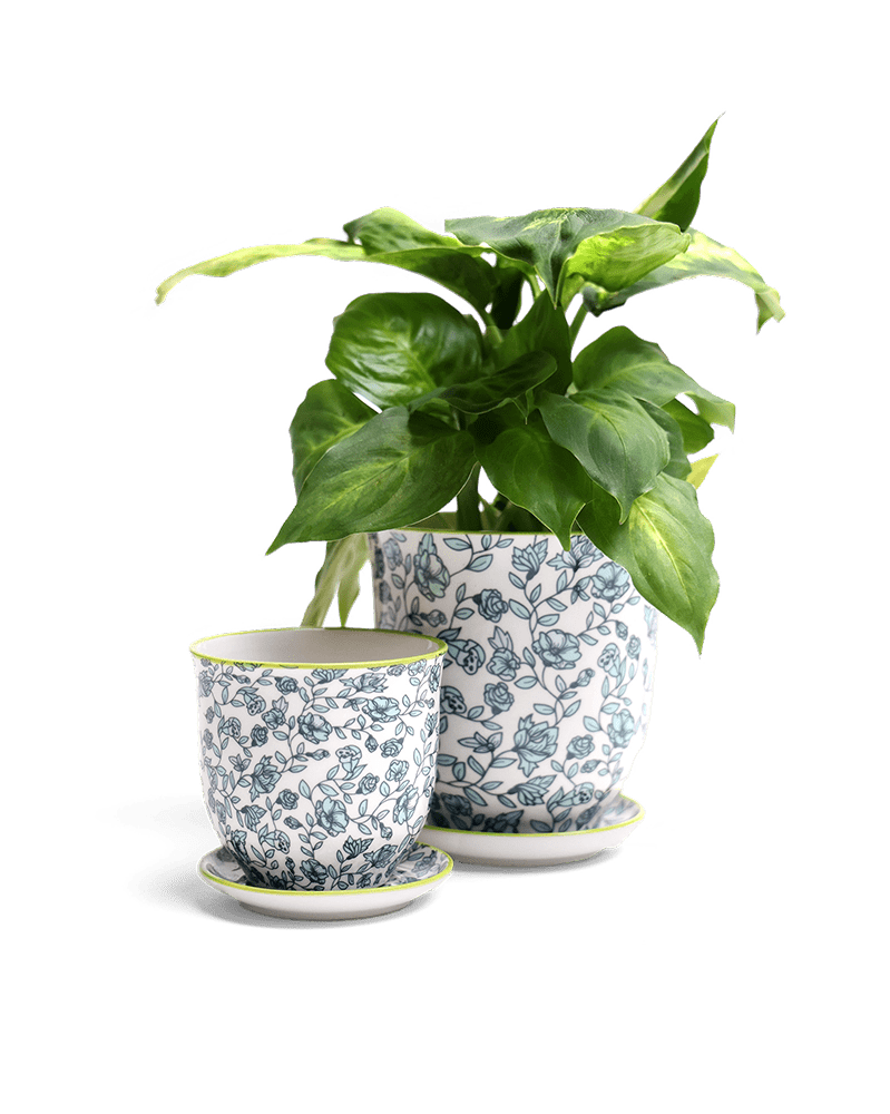 Liberte Porcelain Pot And Saucer Set With Drainage - Chive UK Wholesale
