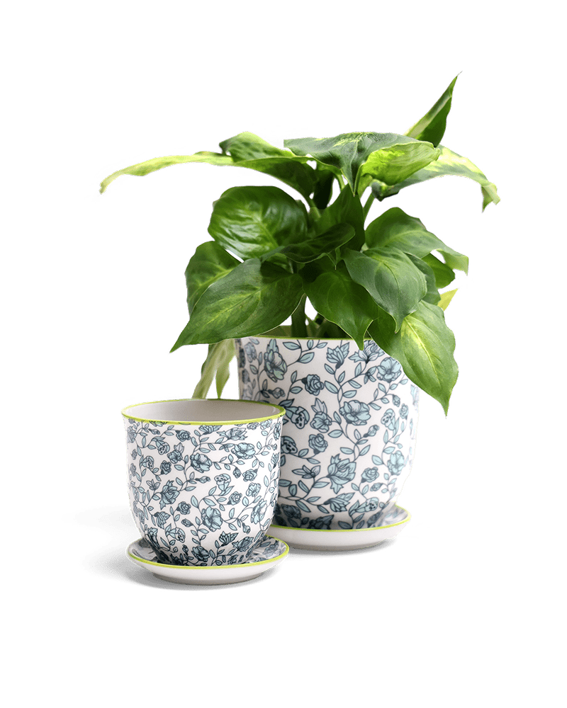 Liberte Porcelain Pot And Saucer Set With Drainage - Chive UK Wholesale