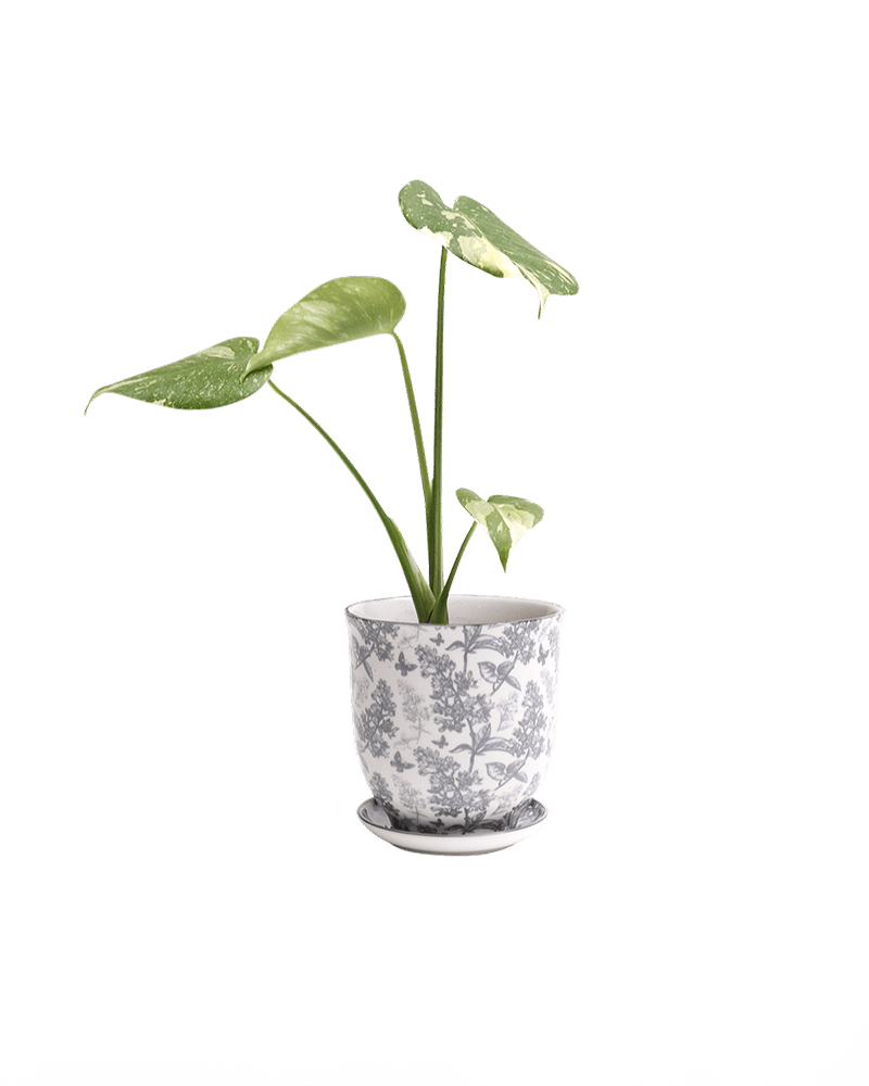 Liberte Porcelain Pot And Saucer Set With Drainage - Chive UK Wholesale