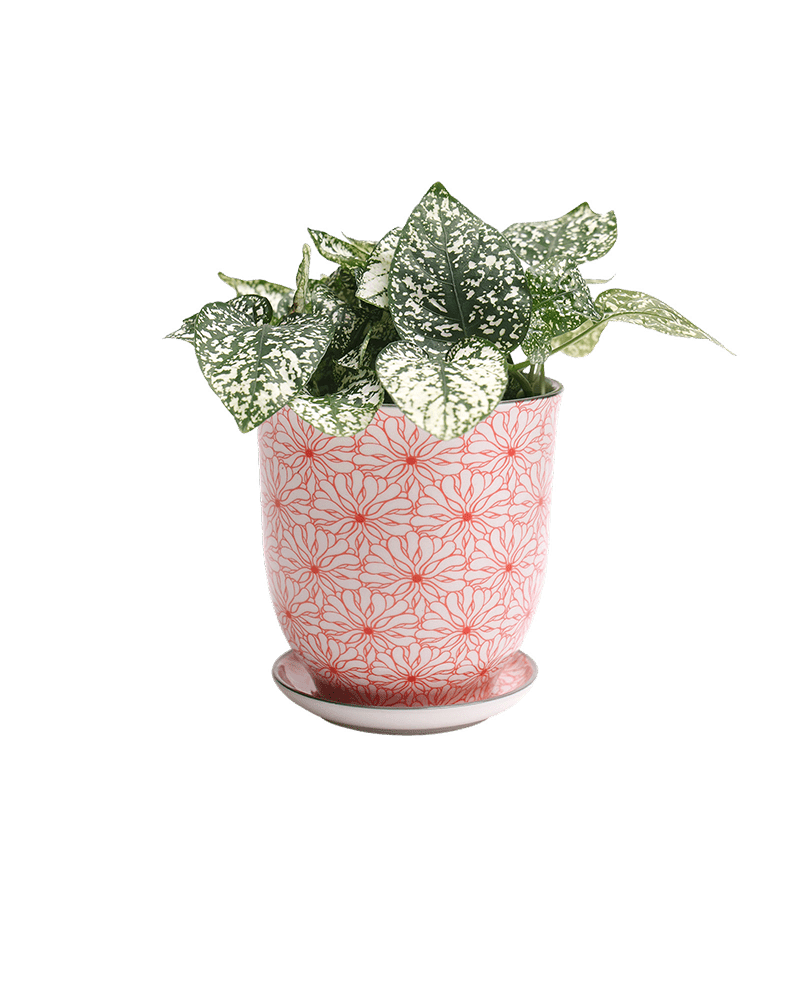Liberte Porcelain Pot And Saucer Set With Drainage - Chive UK Wholesale