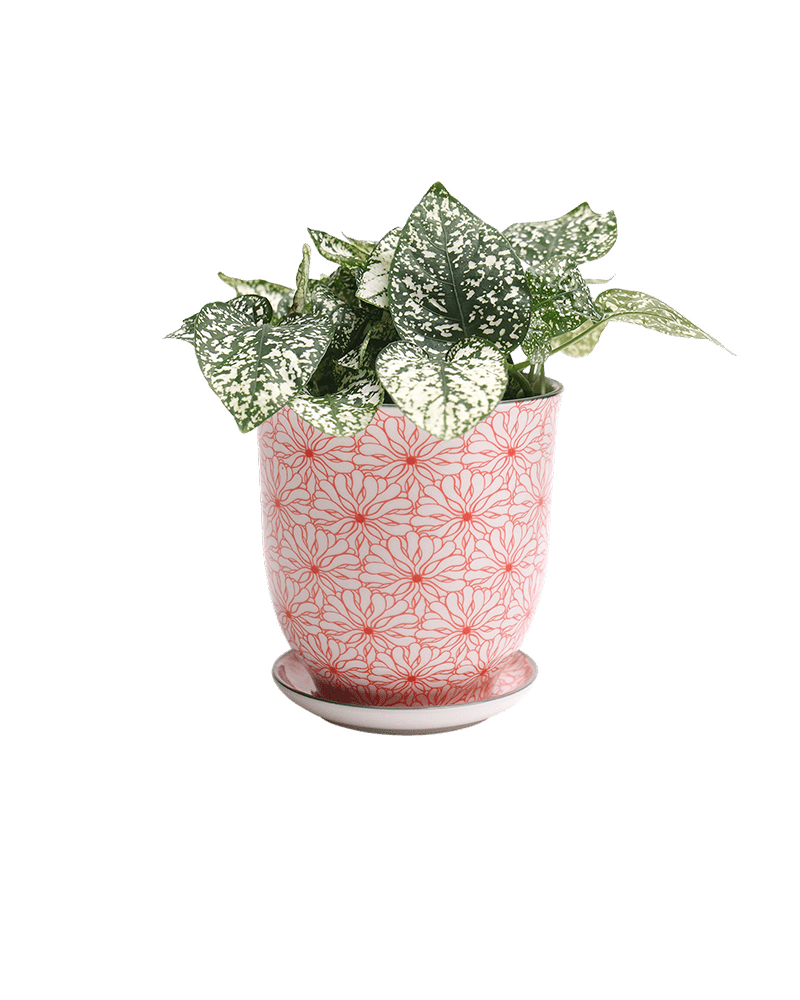 Liberte Porcelain Pot And Saucer Set With Drainage - Chive UK Wholesale