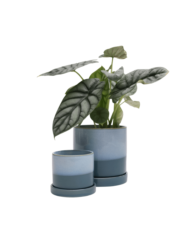 Minute Ceramic Pot And Saucer Set With Drainage - Chive UK Wholesale
