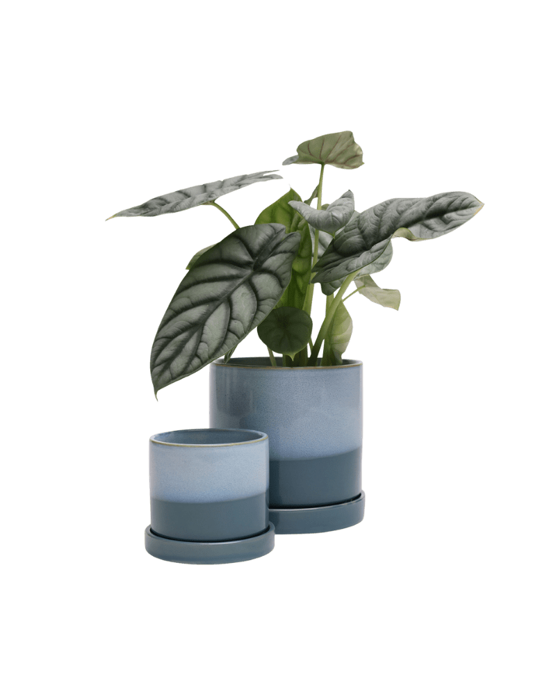 Minute Ceramic Pot And Saucer Set With Drainage - Chive UK Wholesale