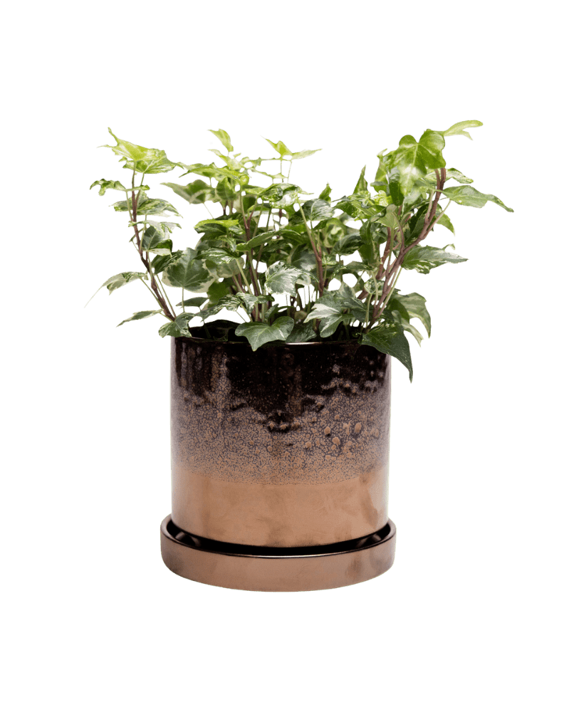 Minute Ceramic Pot And Saucer Set With Drainage - Chive UK Wholesale