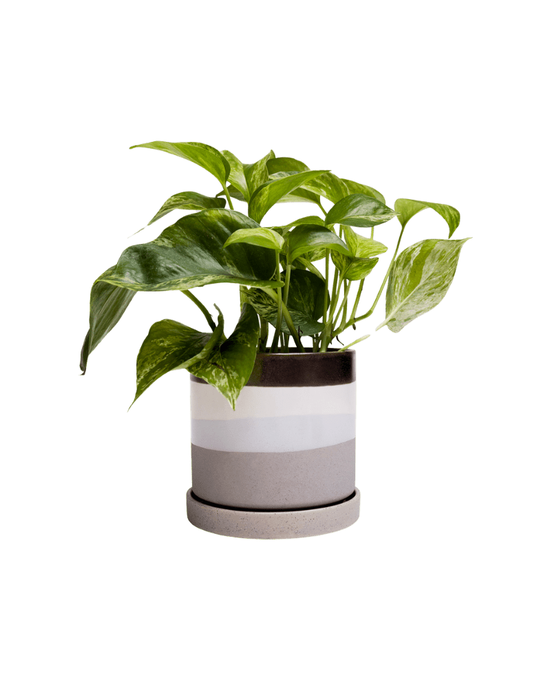 Minute Ceramic Pot And Saucer Set With Drainage - Chive UK Wholesale
