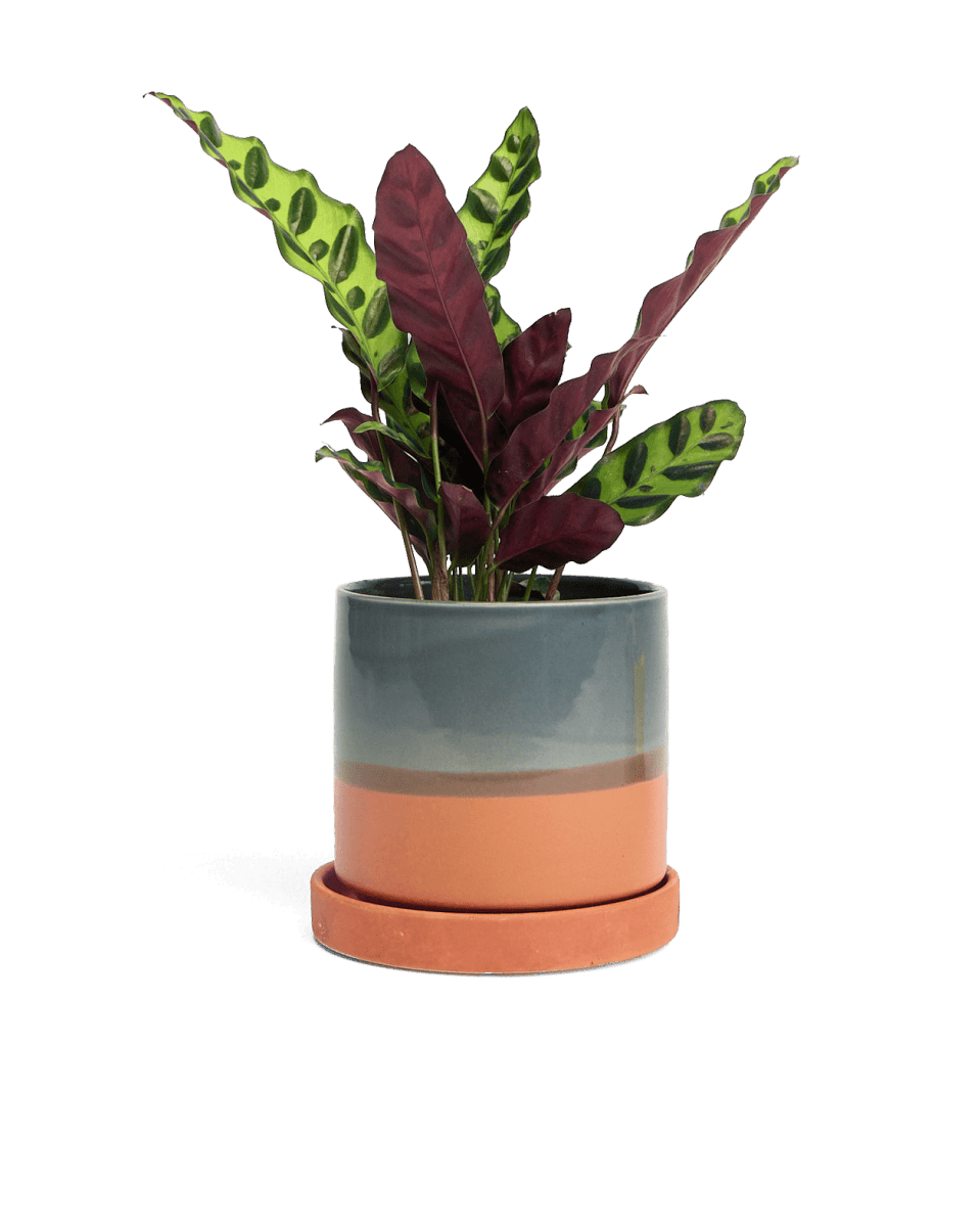 Minute Ceramic Pot And Saucer Set With Drainage - Chive UK Wholesale