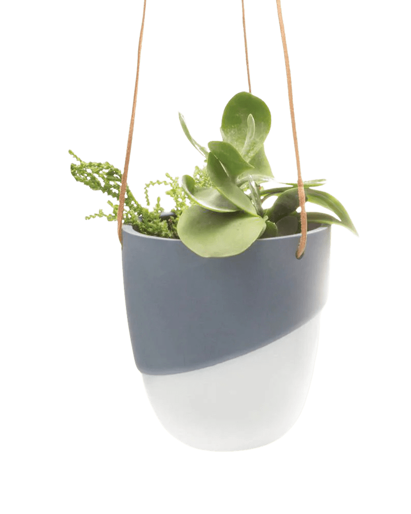 Bobbin Porcelain Modern Hanging Indoor Plant Pot - Chive UK Wholesale