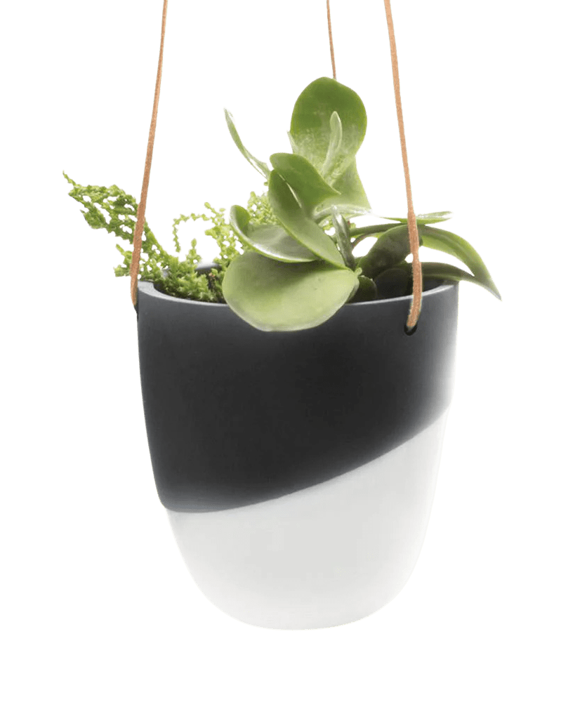 Bobbin Porcelain Modern Hanging Indoor Plant Pot - Chive UK Wholesale