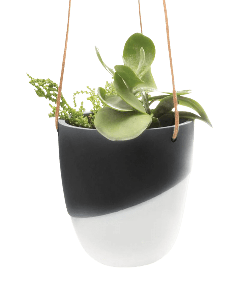 Bobbin Porcelain Modern Hanging Indoor Plant Pot - Chive UK Wholesale