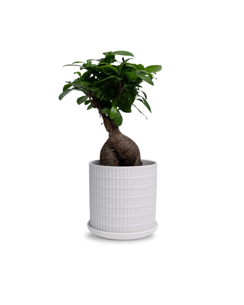 Virago 5" Porcelain Pot With Drainage Hole And Saucer - Chive UK Wholesale