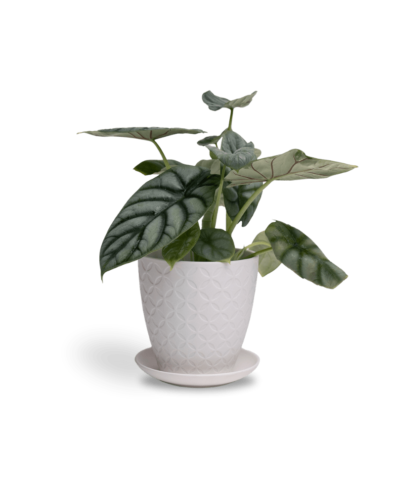 Virago 5" Porcelain Pot With Drainage Hole And Saucer - Chive UK Wholesale