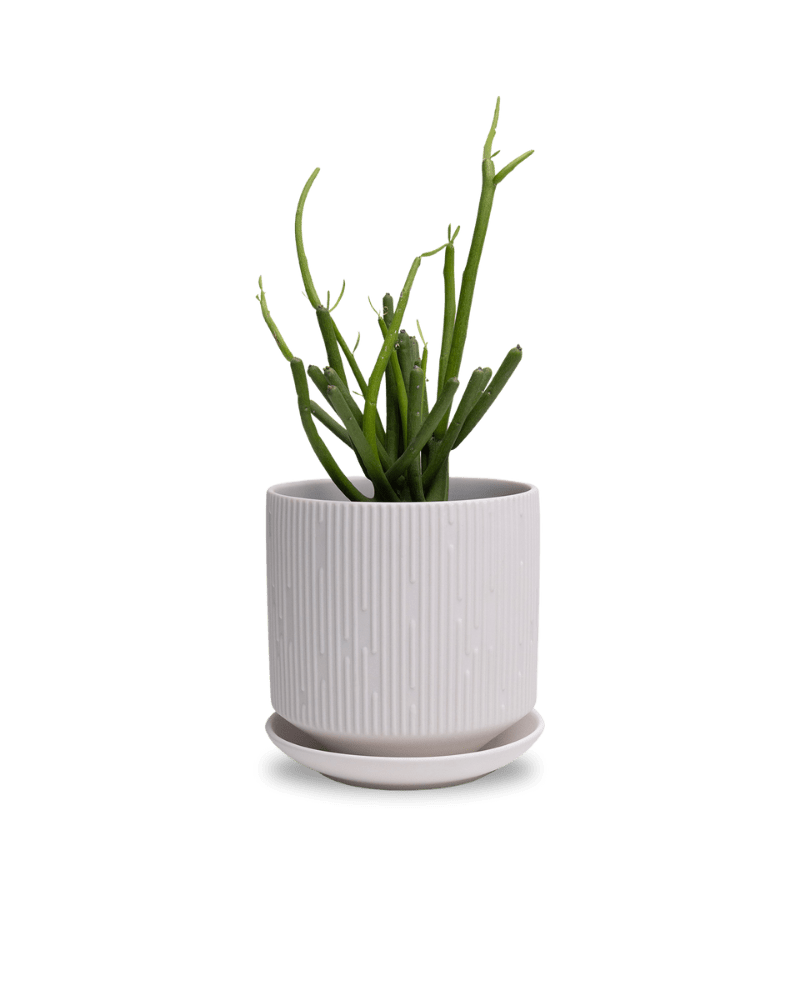 Virago 5" Porcelain Pot With Drainage Hole And Saucer - Chive UK Wholesale
