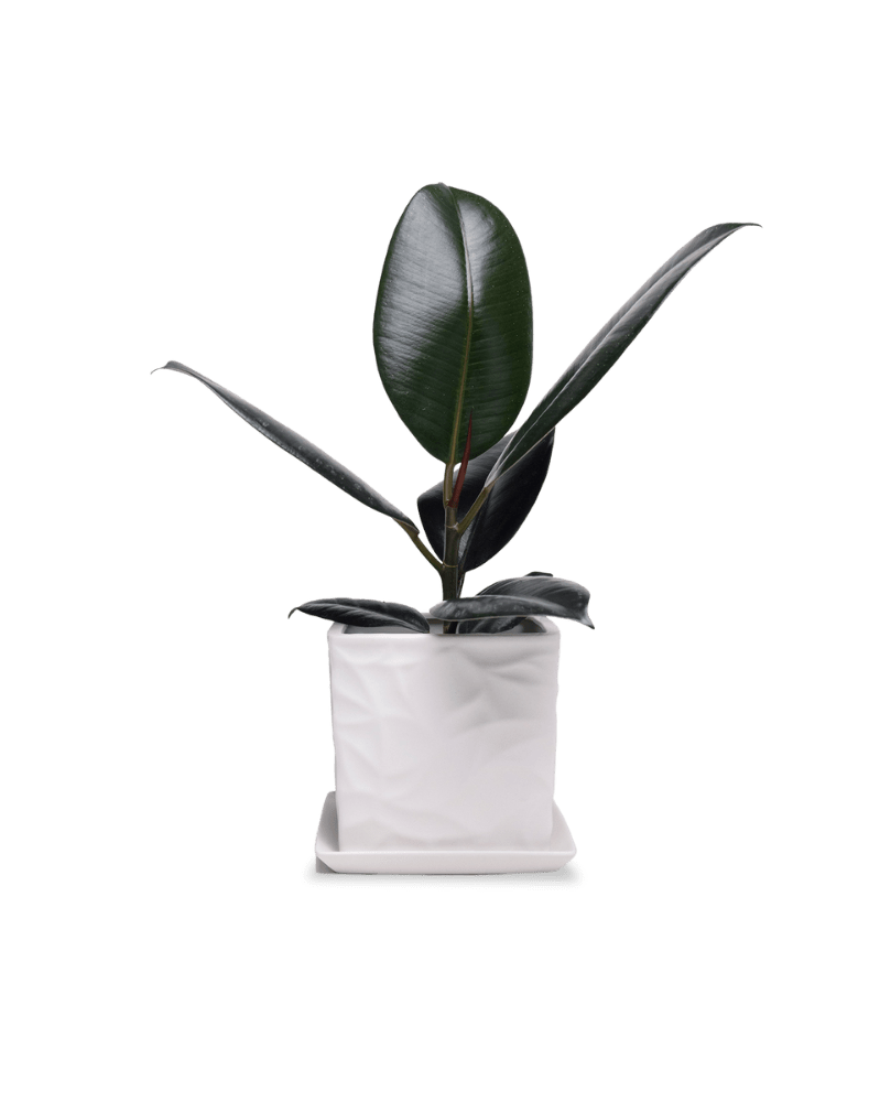 Virago 5" Porcelain Pot With Drainage Hole And Saucer - Chive UK Wholesale