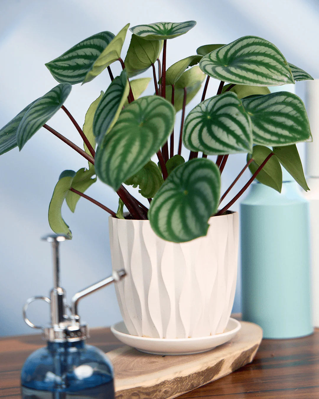 Virago White Pot And Saucer 48pc Kit - Medium - Chive UK Wholesale