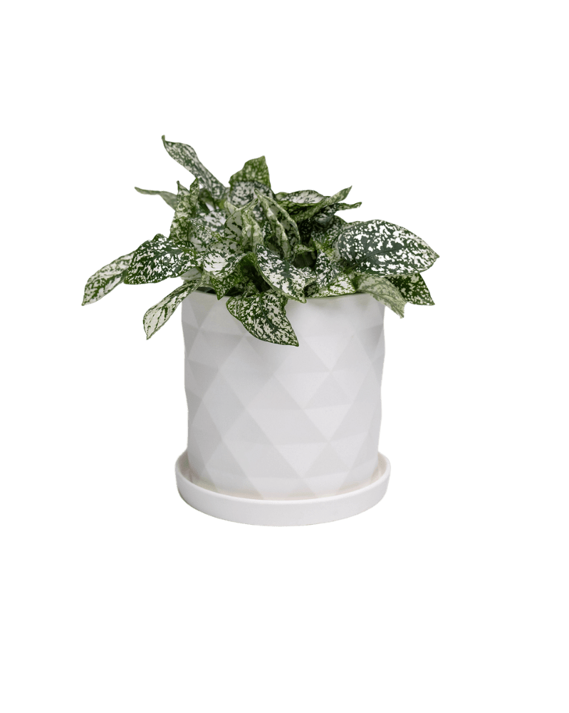 Virago 5" Porcelain Pot With Drainage Hole And Saucer - Chive UK Wholesale