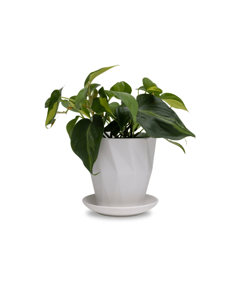 Virago 5" Porcelain Pot With Drainage Hole And Saucer - Chive UK Wholesale