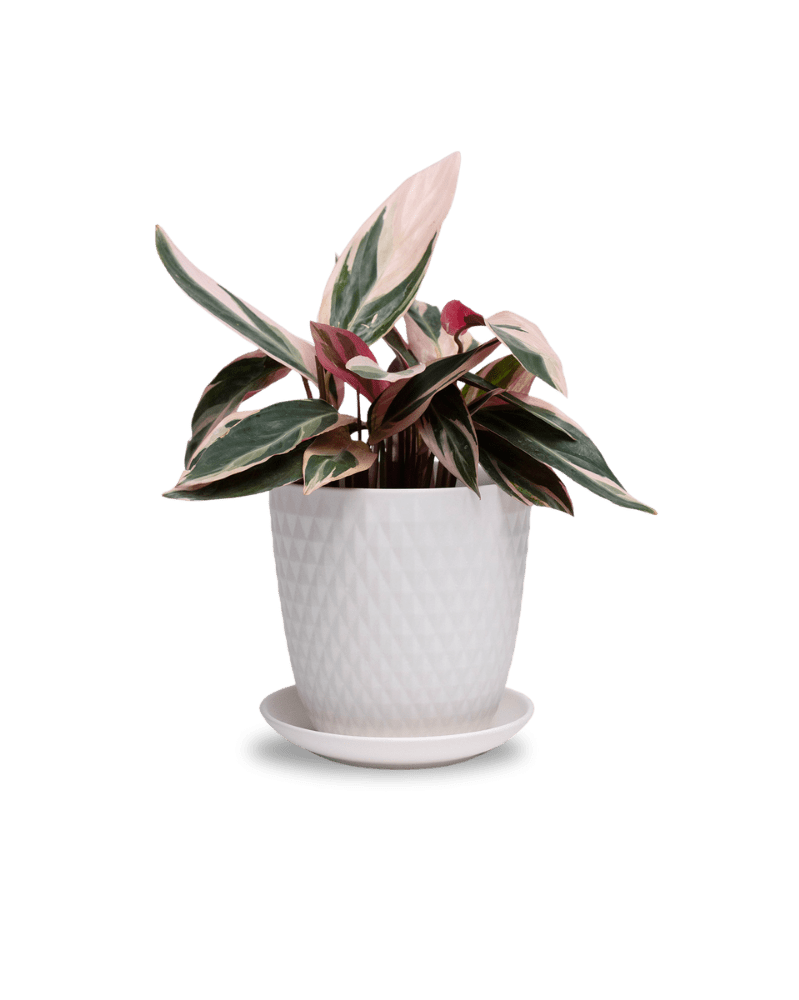 Virago 5" Porcelain Pot With Drainage Hole And Saucer - Chive UK Wholesale