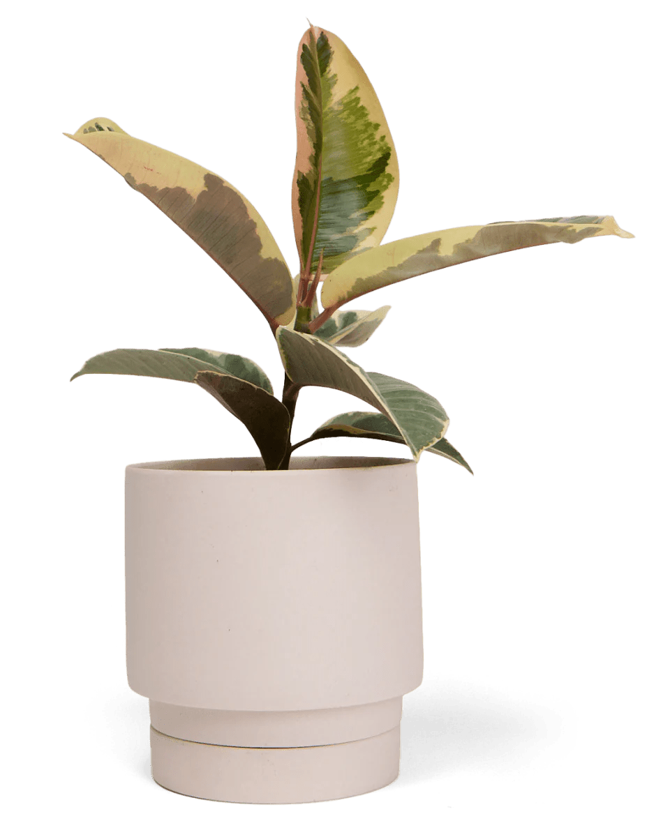 Casey Porcelain Modern Pot And Saucer Kit - Chive UK Wholesale