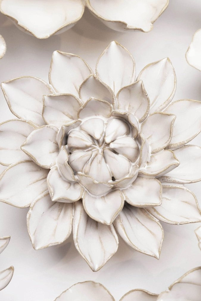 CO01 Ivory Monch Aster - Chive UK Wholesale