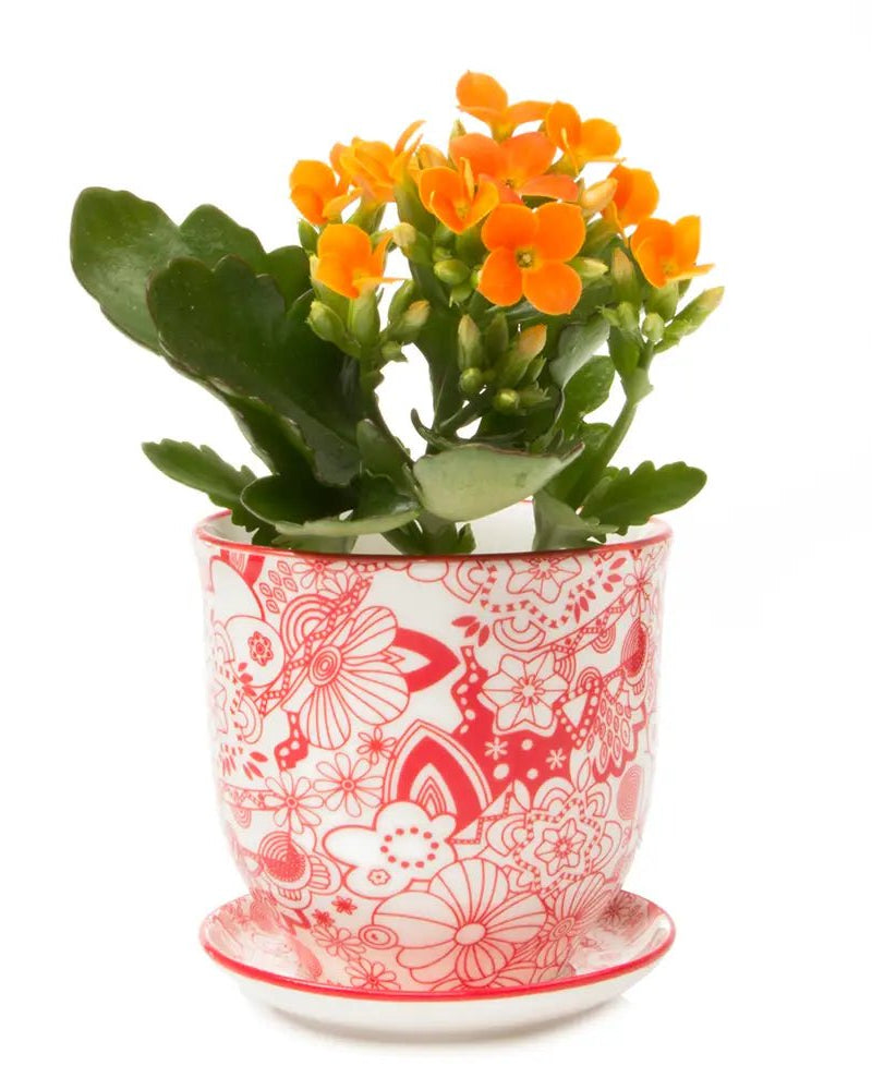 Liberte Porcelain Pot And Saucer Set With Drainage - Chive UK Wholesale