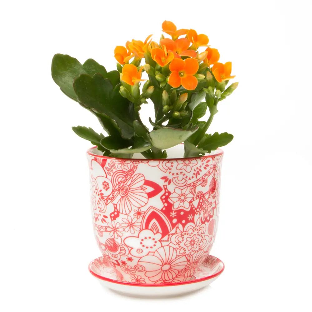 Liberte Porcelain Pot And Saucer Set With Drainage - Chive UK Wholesale