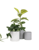 Dojo Porcelain Modern Indoor Plant Pot With Saucer - Chive UK Wholesale