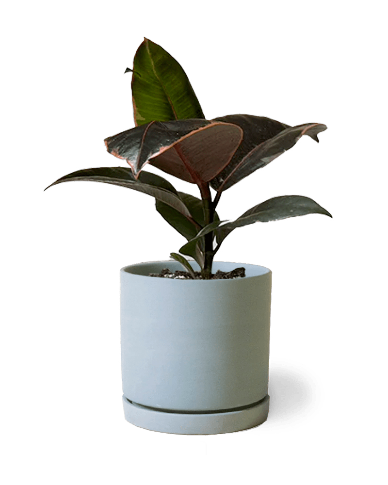 Dojo Porcelain Modern Indoor Plant Pot With Saucer - Chive UK Wholesale