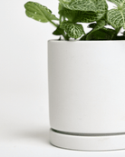 Dojo Porcelain Modern Indoor Plant Pot With Saucer Sets - Chive UK Wholesale
