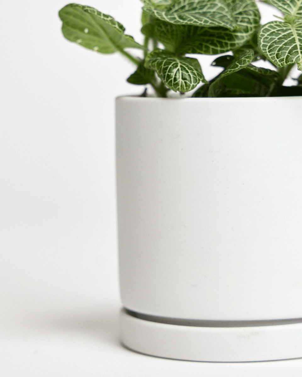 Dojo Porcelain Modern Indoor Plant Pot With Saucer Sets - Chive UK Wholesale