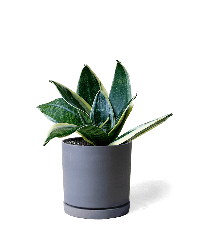 Dojo Porcelain Modern Indoor Plant Pot With Saucer - Chive UK Wholesale