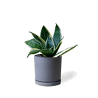 Dojo Porcelain Modern Indoor Plant Pot With Saucer - Chive UK Wholesale