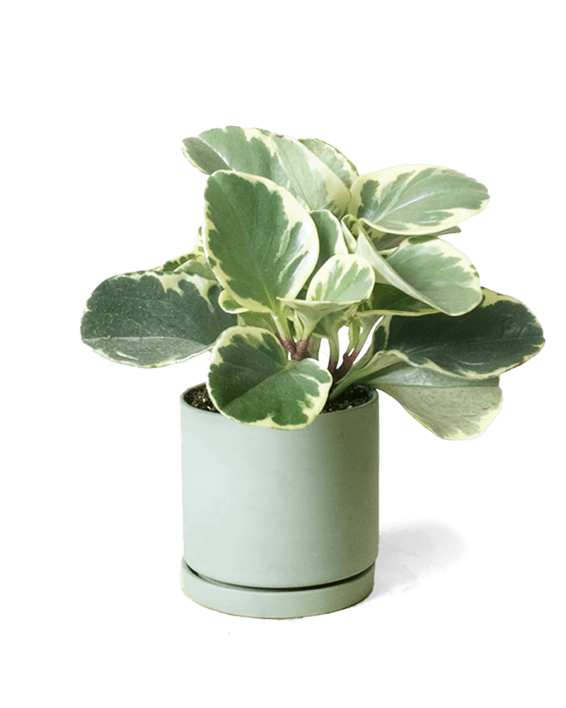 Dojo Porcelain Modern Indoor Plant Pot With Saucer Sets - Chive UK Wholesale