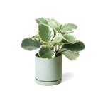 Dojo Porcelain Modern Indoor Plant Pot With Saucer Sets - Chive UK Wholesale