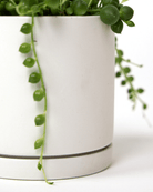 Dojo Porcelain Modern Indoor Plant Pot With Saucer Sets - Chive UK Wholesale